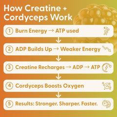 SuperMush creatine gummies with cordyceps for endurance and recovery support