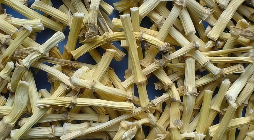Sweet Post dried lalang grass rhizome cross-section with white skin and yellow center.