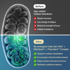 SYZY GENICS MitoSpark complex ingredients illustration with CoQ10 and Urolithin A.