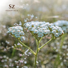 Sz Essentials Blue Yarrow deep blue color highlights azulene-rich appearance