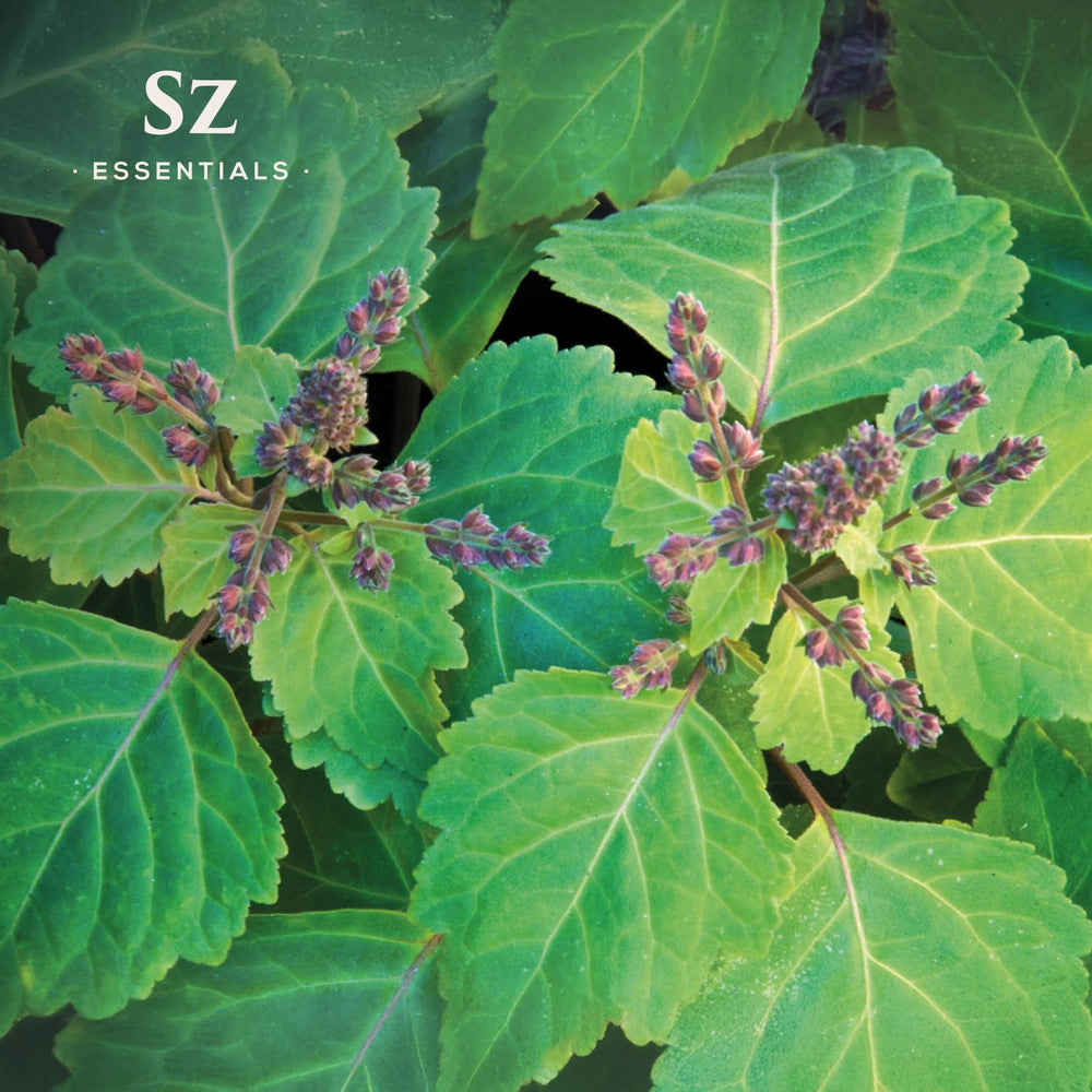 Dark Patchouli aroma on a scent strip from Sz Essentials shows earthy, spicy facets.