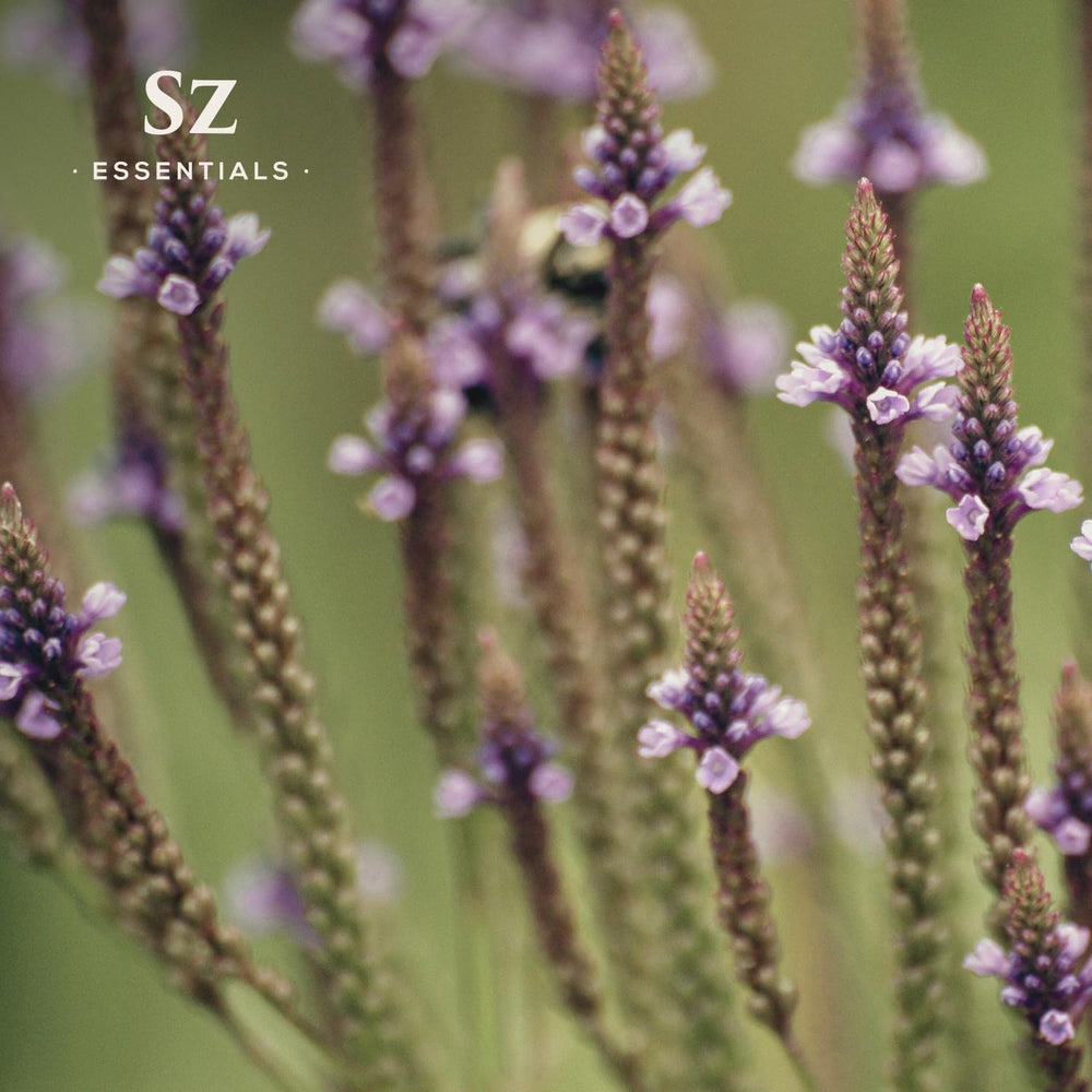 Sz Essentials Vervain Oil vegan, undiluted formula for rituals.