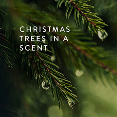 Thymes Frasier Fir highlights cedarwood and sandalwood for warmth.
