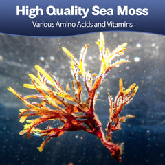 Totaria 25-in-1 sea moss capsules pour, easy daily dosing.