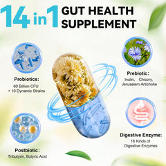 Totaria capsules close-up illustrating the daily probiotic dosage for digestion support.