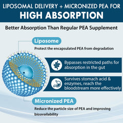 Ulmubra Luteolin 100mg bottle with potential synergy for active days.
