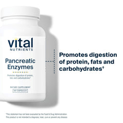 Vital Nutrients digestion graphic illustrating enzyme support for gut comfort