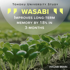 WASABI BRAIN ginger extract 50:1 capsule illustrating potent gingerol content for alertness.