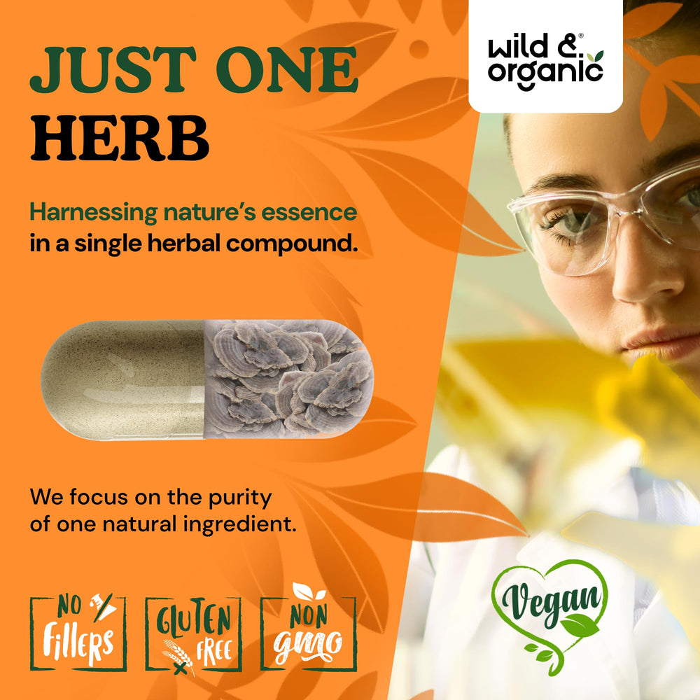Close look at turkey tail extract powder used in capsules.