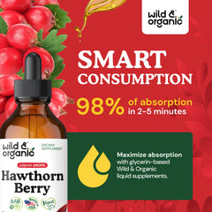 Hawthorn plant and berries highlight natural source of wellness.