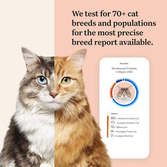 Wisdom Panel sample-collection image showing a simple cheek swab for cat DNA.