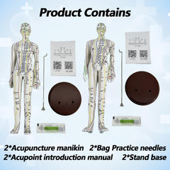 XDKHAEA anatomy model reflects real body proportions for accurate learning.