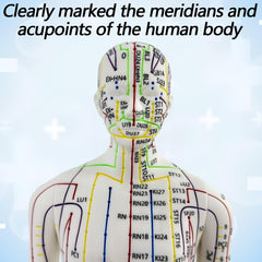 XDKHAEA extra-meridian points highlighted on the model for broader learning.