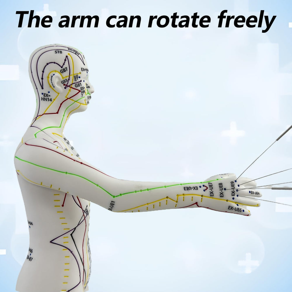 XDKHAEA meridian-point labeling on the doll aids quick point location practice.