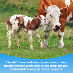 YAAHARO grass-fed cows on organic USA farms.