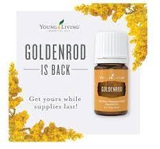 Goldenrod essential oil topically blended with carrier oil for skin care.