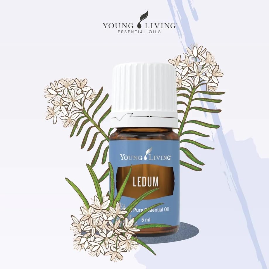 Young Living Ledum oil diffuser scene releasing calming aroma for mindful practice.