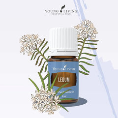 Young Living Ledum oil diffuser scene releasing calming aroma for mindful practice.