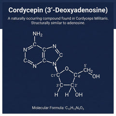Addictive Wellness Cordyceps Militaris cordycepin graphic hints at energy benefits.