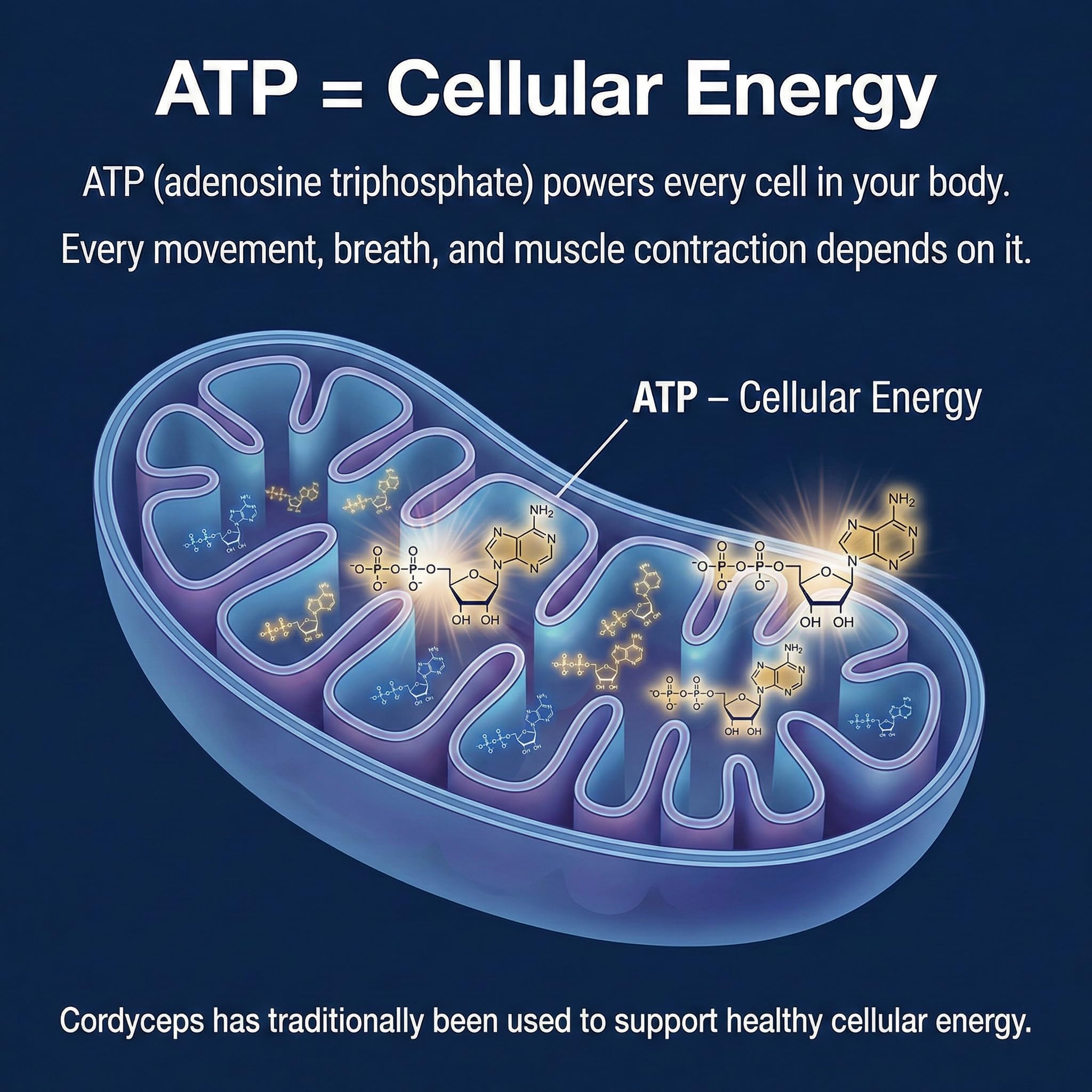 Addictive Wellness Cordyceps Militaris USA lab test badge signals verified potency.