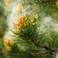 Addictive Wellness Pine Pollen Powder serving atop an elixir for daily rituals