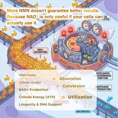 Label detail showing purity and USA manufacturing on AIDEVI NMN