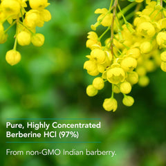 Ingredients panel shows Indian Barberry and Berberine HCl purity