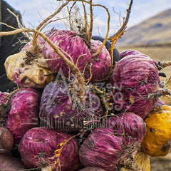 Amazon Andes hormonal balance maca aiding vitality, mood, and joint comfort