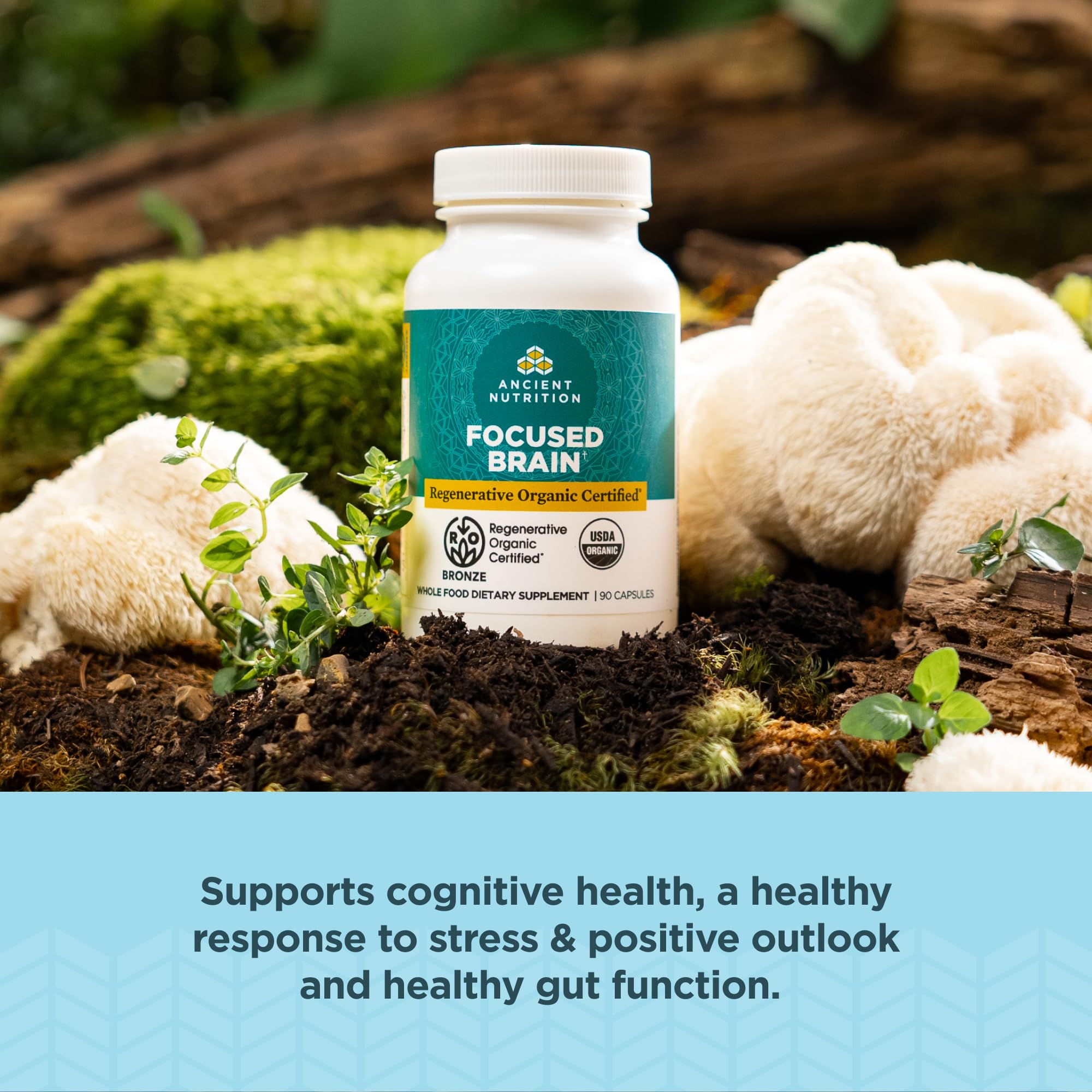 Ancient Nutrition lions mane mushroom capsule image showing cognitive support potential.