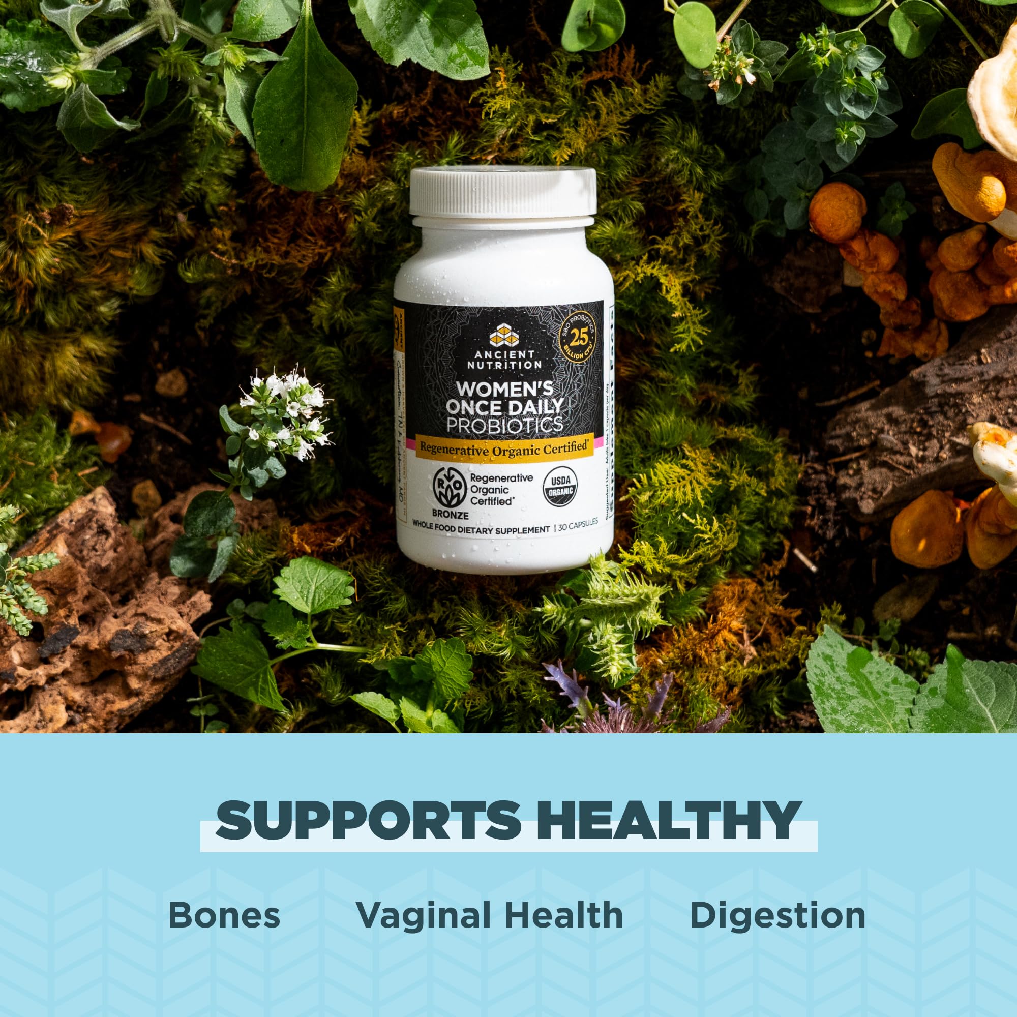 Ancient Nutrition ROC farms chaga mushroom mycelium visual for natural wellness.