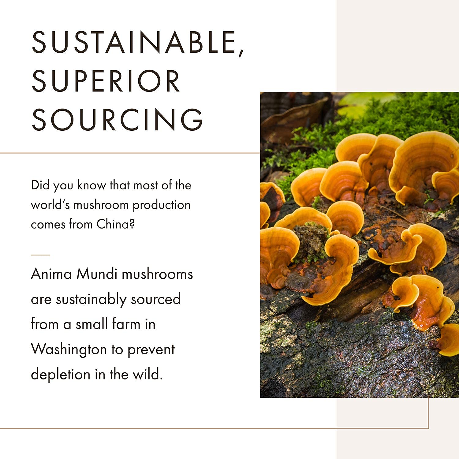 Anima Mundi Chaga powder label closeup highlighting organic, non-GMO blend.