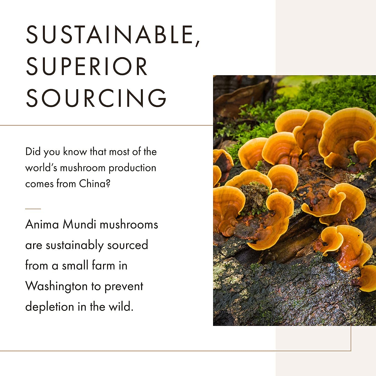 Anima Mundi Apothecary Soma 7 Mushroom Elixir pour captures amber tincture color.