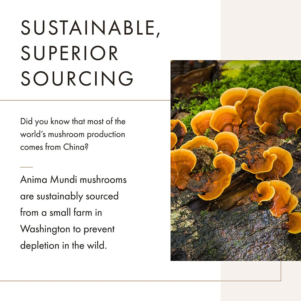 Anima Mundi Apothecary Soma 7 Mushroom Elixir pour captures amber tincture color.