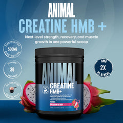 Animal Creatine HMB Powder scoop shows precise 5 g servings for consistent workouts.