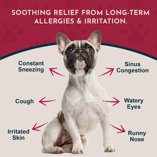 Animal Essentials Seasonal Allergy Powder scoop for easy daily dosing and consistency.