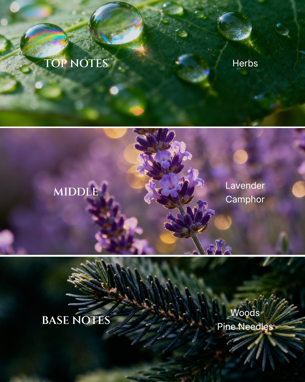 Aromadd Dream diffuser oil pour for easy nightly scent application.