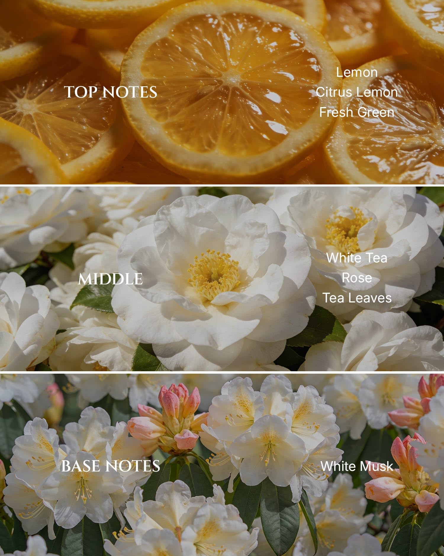 Aromadd White Tea Diffuser Oil pour releasing fresh notes for quick room refresh