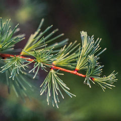 Aromatics International larch-tamarack oil diffuser setup, offering a calming aroma for spaces.