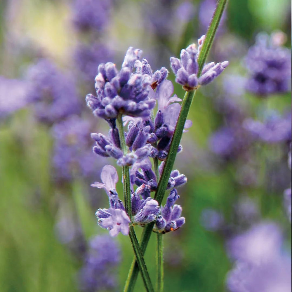 Aromatics International Lavender Artisan Hydrosol pillow refresher keeps linens smelling fresh.