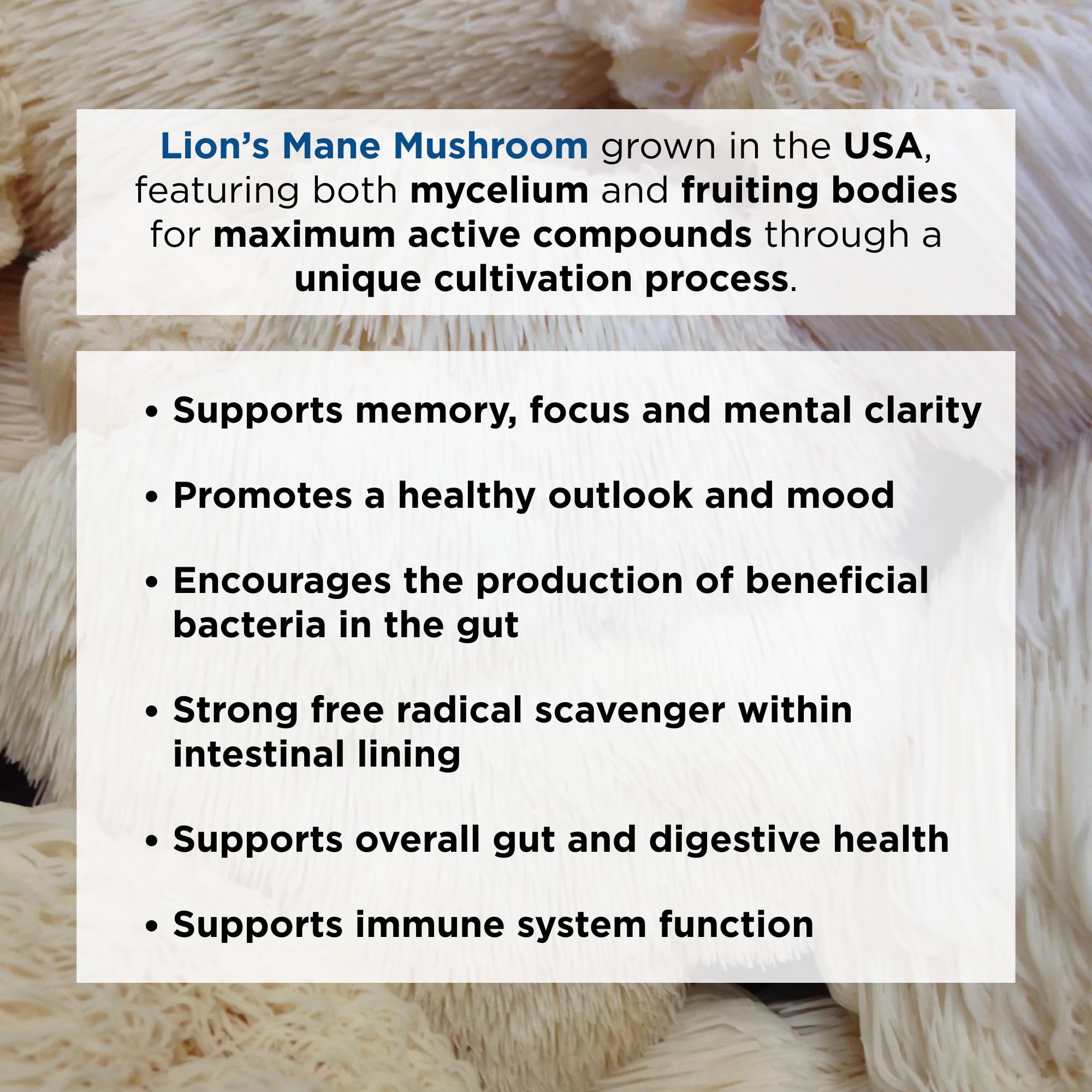 Ascent Nutrition Lion's Mane powder fruiting body visuals suggest nutrient-dense powder