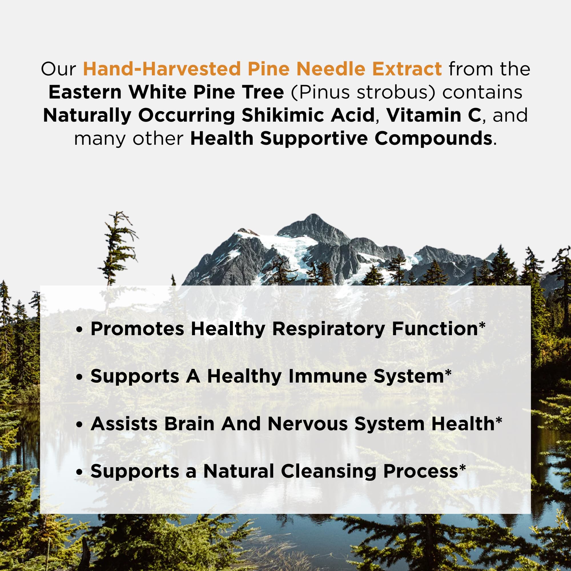 Ascent Nutrition Pine Needle Extract dropper dispense showing precise 1 mL dosing