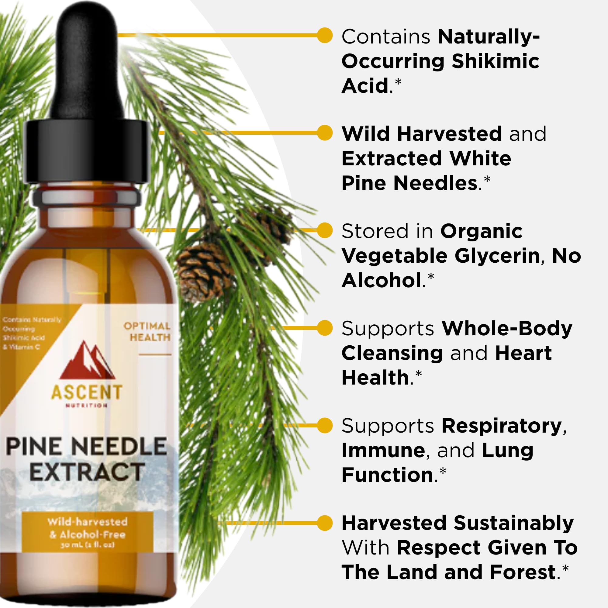 Ascent Nutrition Pine Needle Extract label close-up, highlighting alcohol-free glycerin base for easy use