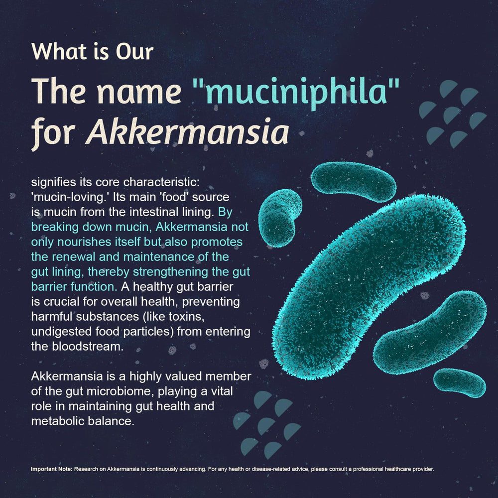 Close-up of ATLEMISME capsules for easy daily gut support.