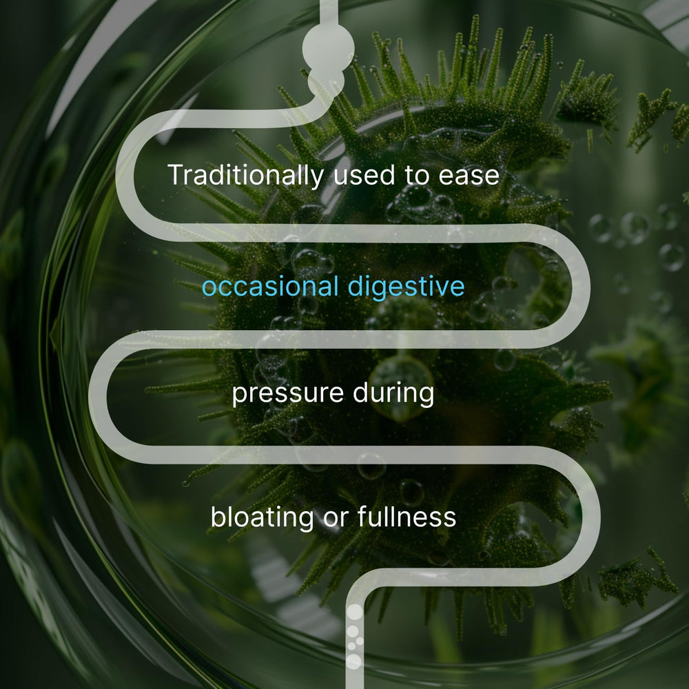 AUTHENTA IBShield ingredients herbs chart shows peppermint chamomile and lemon balm