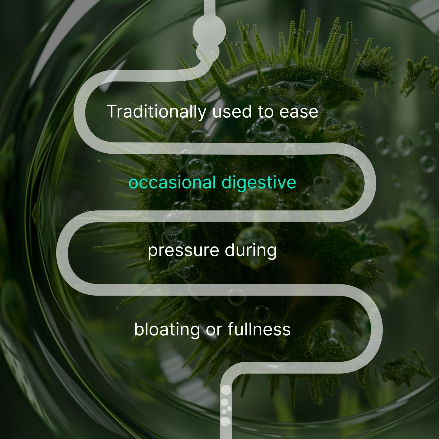 AUTHENTA IBShield packaging box shown for thoughtful digestive routine.