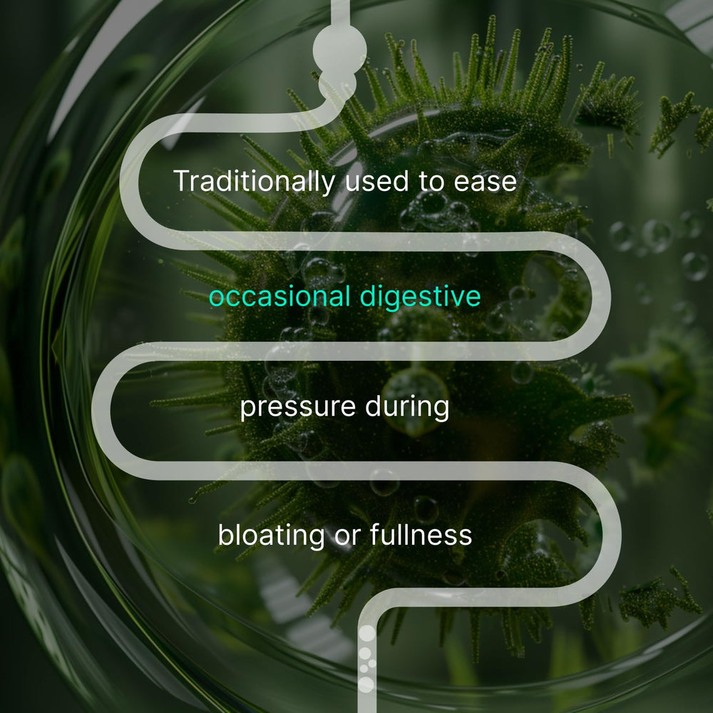 AUTHENTA IBShield packaging box shown for thoughtful digestive routine.