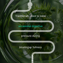 AUTHENTA IBShield packaging box shown for thoughtful digestive routine.