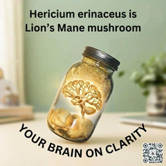 Glass jar packaging of Baja North Mercantile lion's mane slices