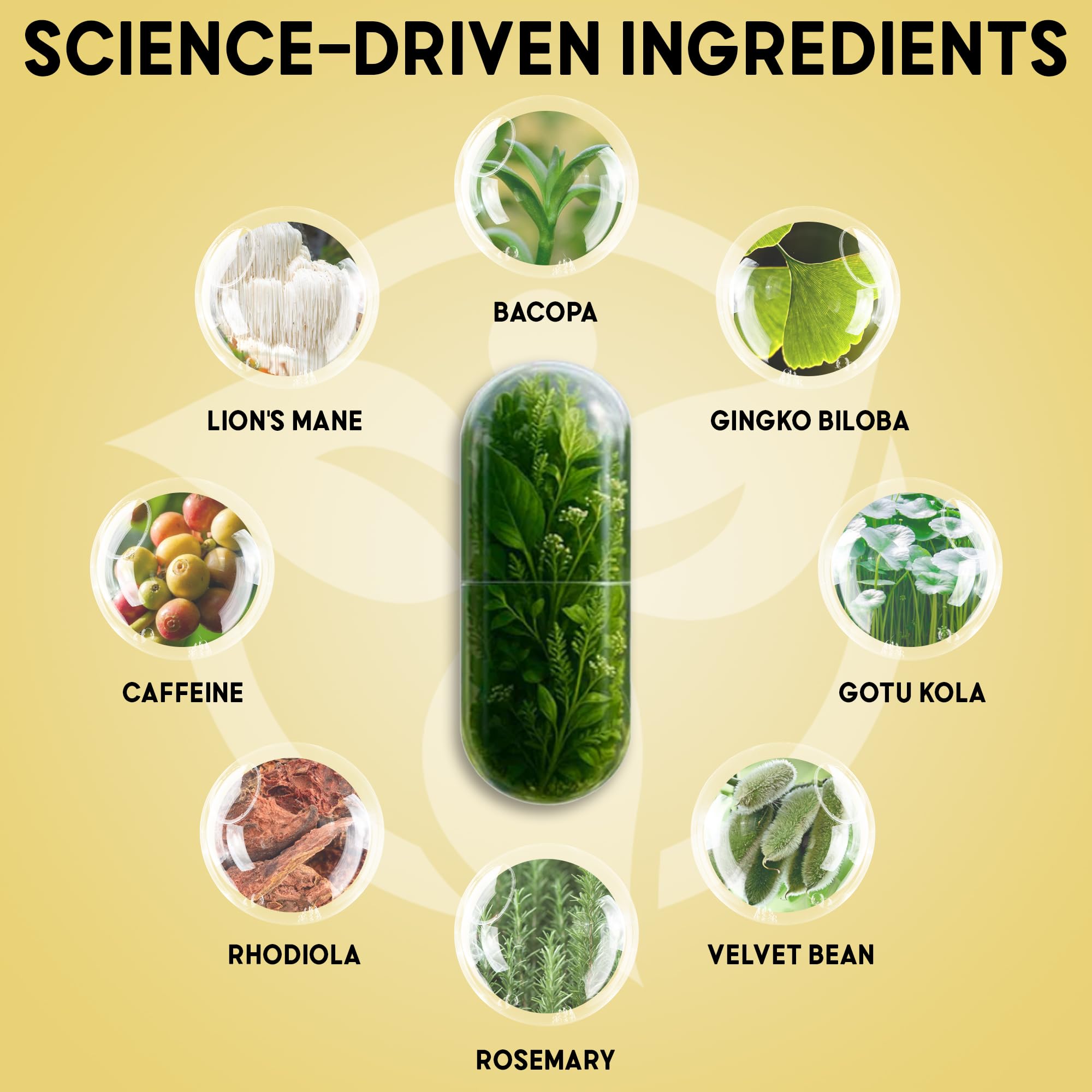 Balanced Vibe Brain Formula label highlights ginkgo biloba and bacopa.
