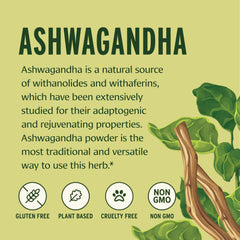 Banyan Botanicals Ashwagandha powder poured into a spoon for daily use.